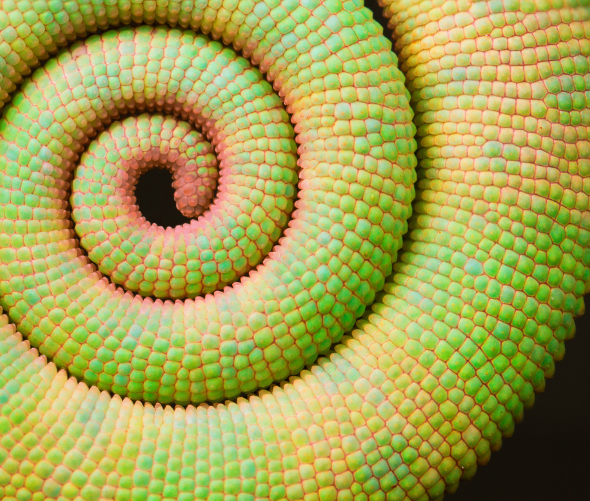 Close-up of a chameleons curled tail, showing tightly packed, textured scales in vibrant shades of green, yellow, and pink, forming a spiral pattern.