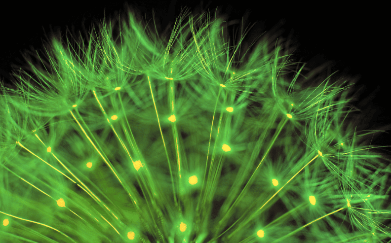 Close-up of a dandelion seed head glowing with bright green light against a black background, highlighting the delicate fibers and illuminated tips.
