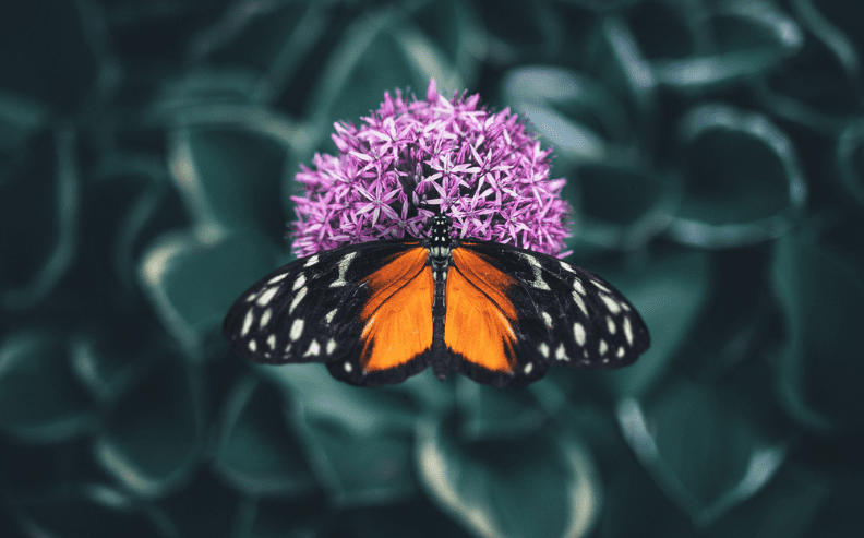 A close-up of a butterfly with orange and black wings perched on a round, purple flower. The background is blurred green foliage.