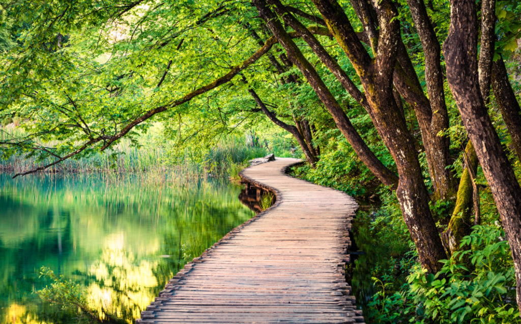 A winding wooden boardwalk runs alongside a calm, green lake, shaded by lush trees with dense foliage, creating a peaceful, natural scene in a forest.