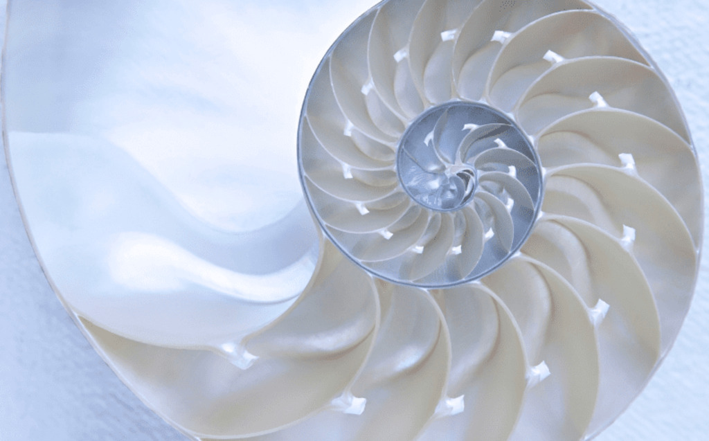 Close-up of a nautilus shell cut in half, showing its shiny, smooth, creamy-white interior and spiral chambers arranged in a precise pattern.